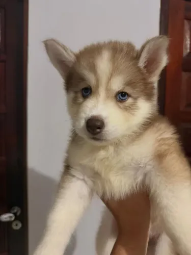 Filhote de husky siberiano fêmea