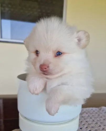 Filhotes Lulu da Pomerânia