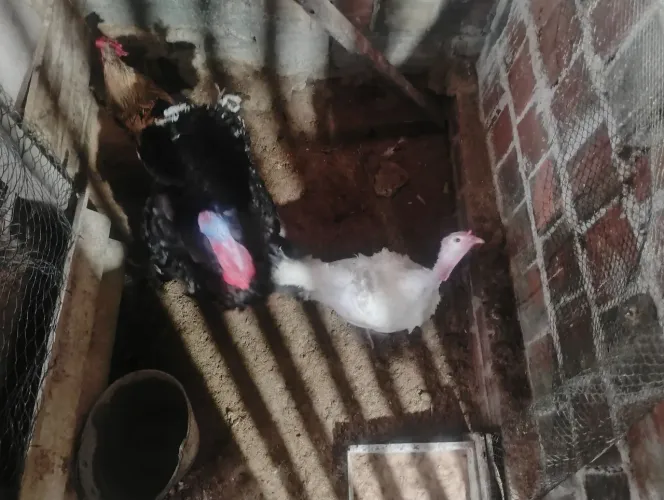 Perú casal 350