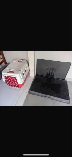 Tapete higiênico para cachorro