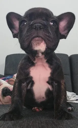 Buldogue francês