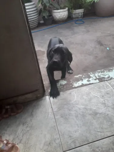 Filhote cachorro fila brasileira