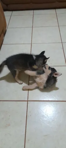 Filhote de Husky Siberiano macho disponível 