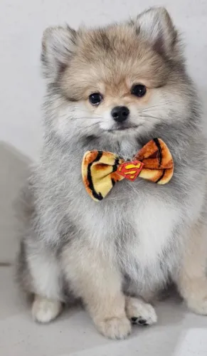 Lulu macho