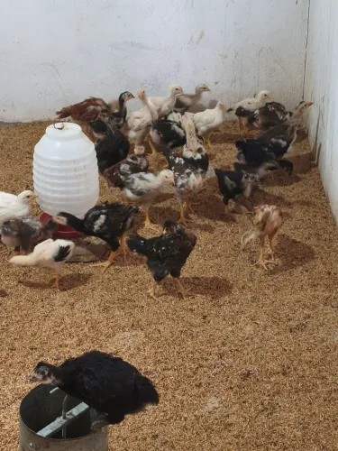 Pintinhos índio balão 