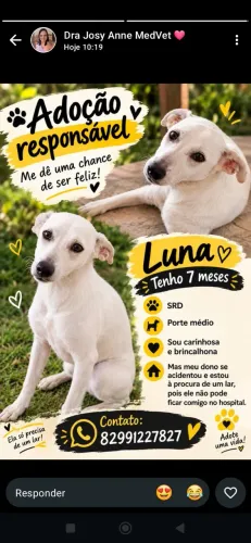 Cachorro pra adoção 