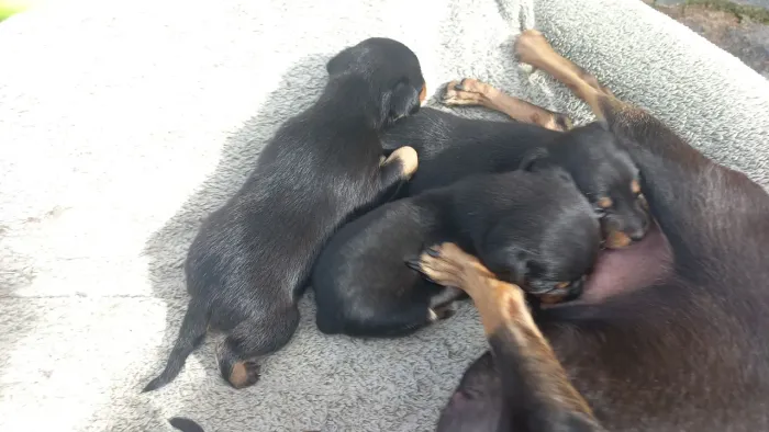 Animais  pinscher 