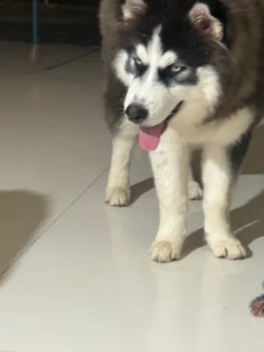 Husck siberiano