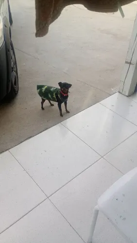 Alugo Pincher puro para cruza. Tramandaí