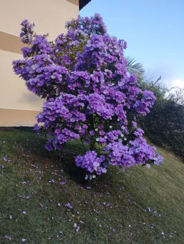 Preciso de jardineiro**leia a descrição