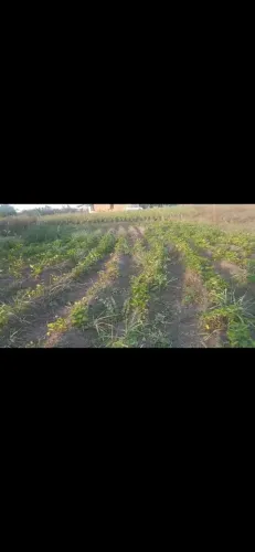 Terreno no povoado moita redonda próximo a pista q dá acesso a gloria bem localizado .