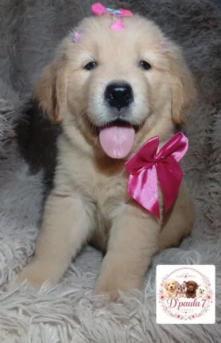 Golden Retriever Fêmea