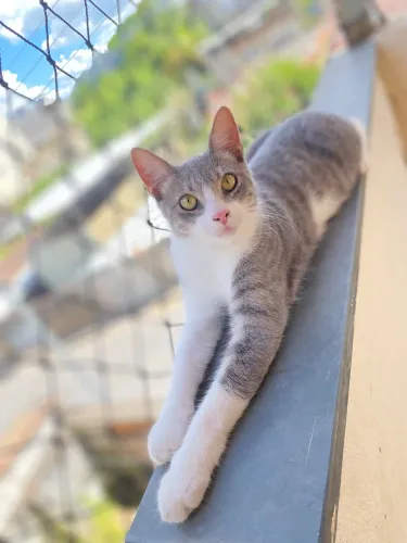 Doa-se gato macho com 1 ano muito manso com bastante energia, já está castrado 