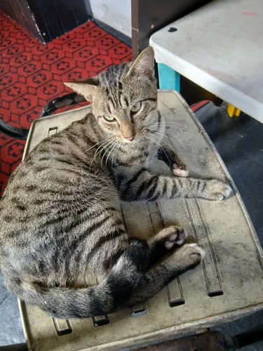 Estou doando esses 2 gatos