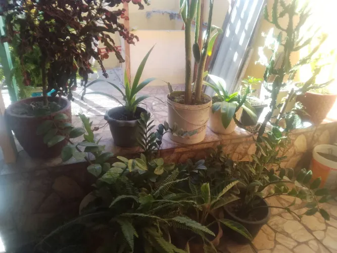 Plantas