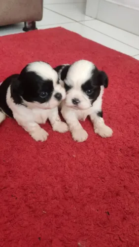 Filhote de Shih Tzu Fêmea 