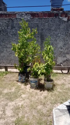 Pés  de canela e pitanga roxa
