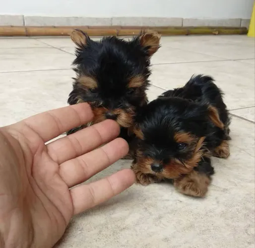 Yorkshire micro Filhotinhos pelinho de seda até 12x