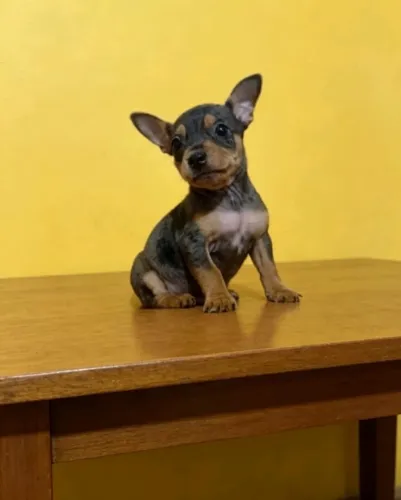Pinscher