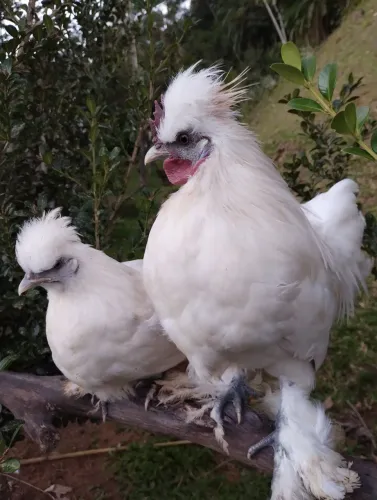 Galinha e galinho