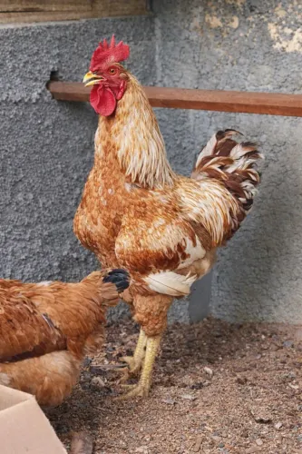 Ovos Galados GSB - Galinha Sertanejo Balão | Rusticidade e Alta Fertilidade