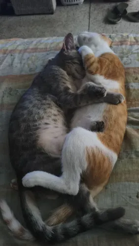 PROCURA-SE UM LAR CHEIO DE AMOR!