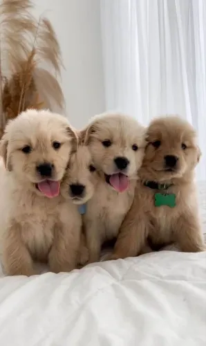 Filhote Golden Retriever, Dê um lar para um peludinho e ganhe amor para a vida toda!