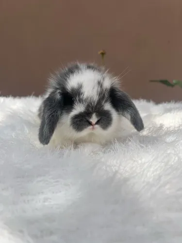Mini coelho