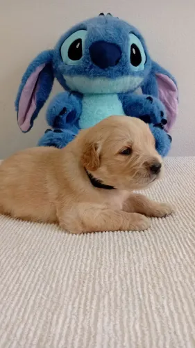 Golden retriever (Machinhos)