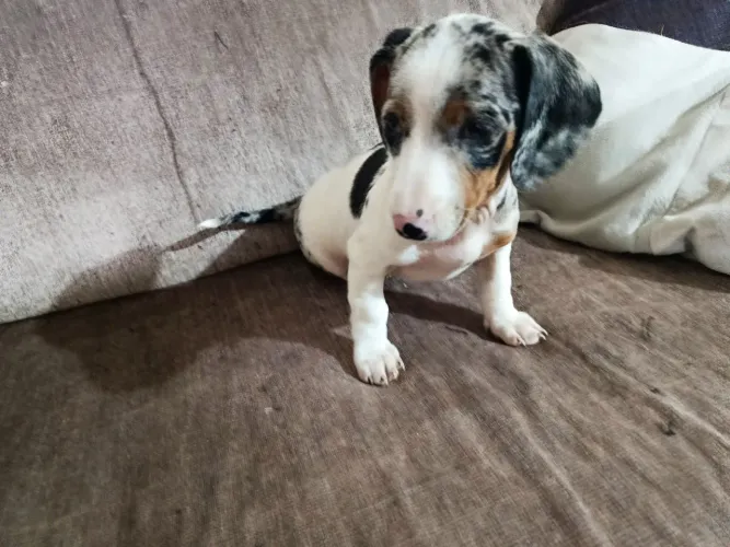 Cachorro Linguiça 