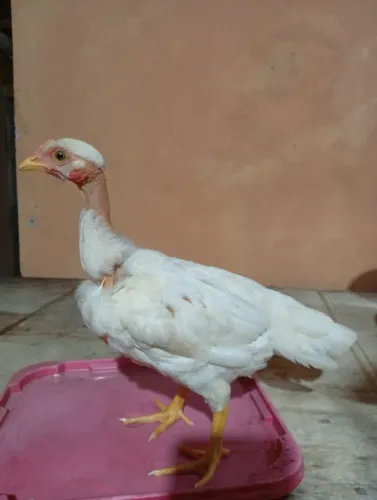 Frangos Galos Pintinhos Franguinho