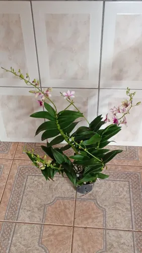 Vendo essa linda orquídea denfhal,com nove bulbos , floresce  bastante .