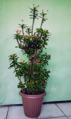 Planta Eu e Tu da folha pequena