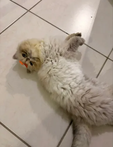 Gata persa fêmea