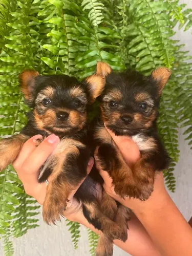 Yorkshire Terrier Puro - Filhotes Disponíveis