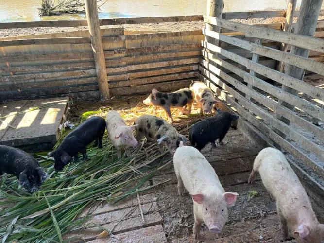 Porcos
