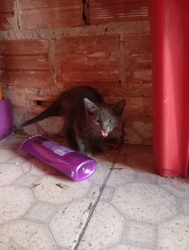 Gato