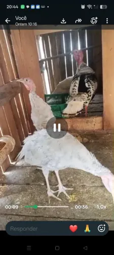 Vendo perus