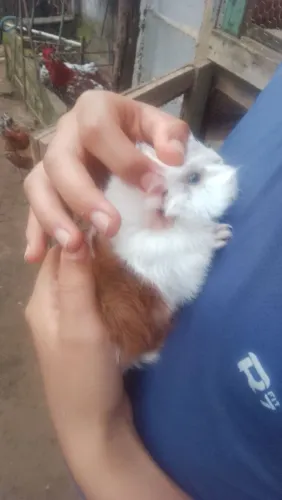 Porquinho da índia macho