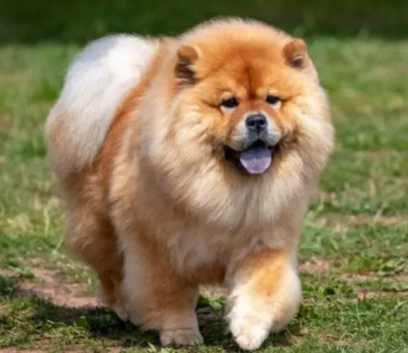Cachorro Chow Chow pra adoção telefone pra contato *