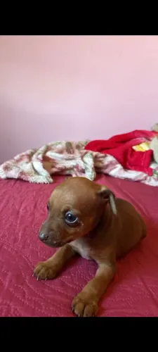 Vendo uma linda femia Pincher 