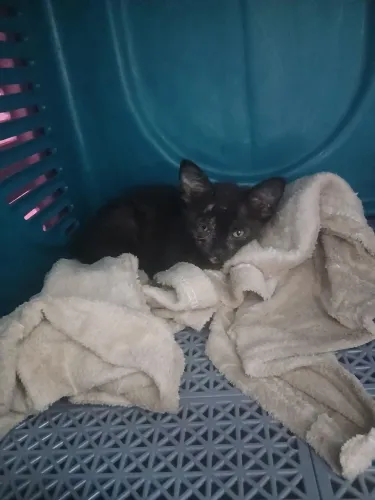 Gata filhote preta para adoção vermifugada com as vacinas e castração pagas