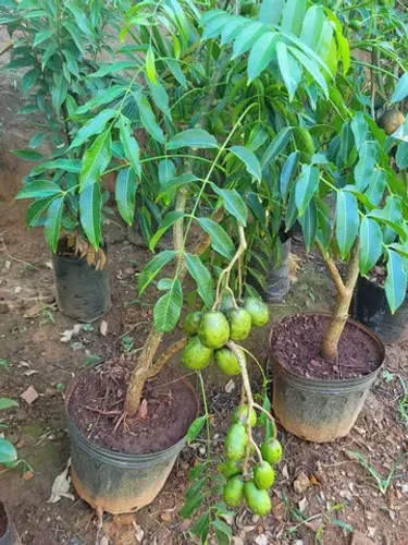 Mudas Frutíferas Enxertadas 