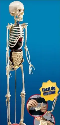 Coleção corpo humano