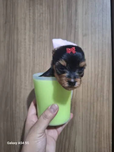 Yorkshire Terrier Bebê cabe em uma xícara
