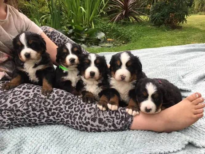 Cinco fêmeas de Bernese Mountain filhotes com 58 dias vacinados com v10 e pedigree 