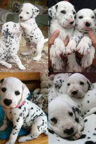 ?Filhotes Dálmata disponíveis! ? 