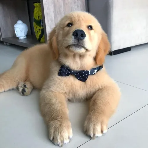 Filhote Golden Retriever com estilo paje de casamento