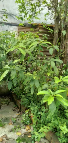 Mudas de árvore guarda chuva, areca bambu, abacate, amora