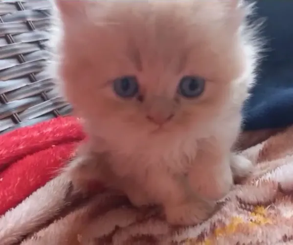 Filhotes de Persa machos 